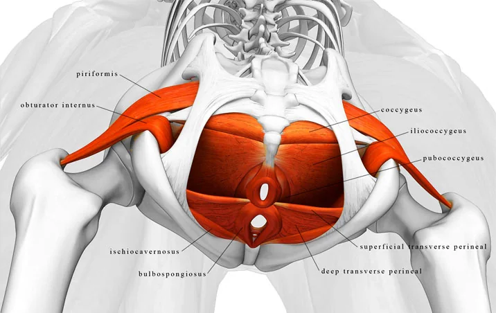 Detailed illustration of pelvic floor muscles
