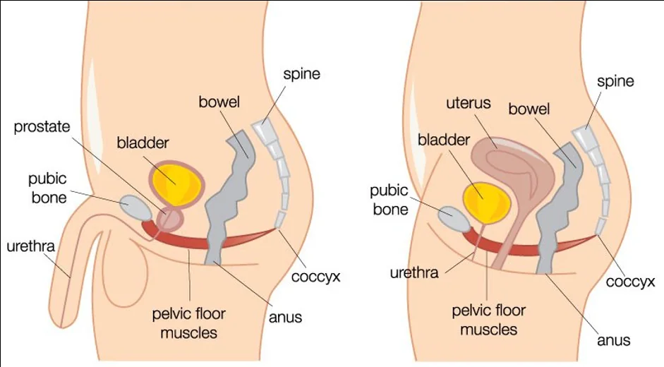 Pelvic floor anatomy illustration